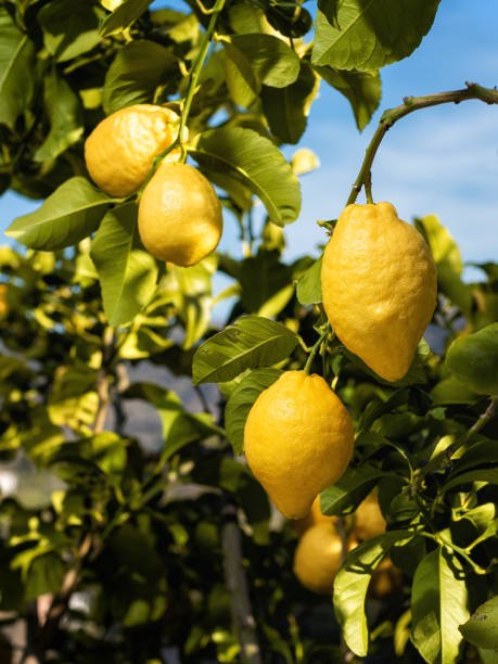 Citronnier local - Citrus limon